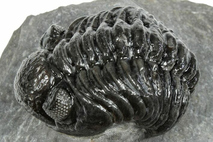 Phacopid (Adrisiops) Trilobite - Jbel Oudriss, Morocco #245293